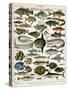 Decorative Print of 'Poissons' by Demoulin, 1897-null-Stretched Canvas