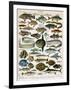 Decorative Print of 'Poissons' by Demoulin, 1897-null-Framed Giclee Print