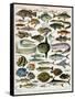 Decorative Print of 'Poissons' by Demoulin, 1897-null-Framed Stretched Canvas