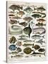 Decorative Print of 'Poissons' by Demoulin, 1897-null-Stretched Canvas