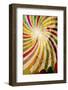 Decorative Retro Background Paper and Ornaments-Deyan Georgiev-Framed Photographic Print