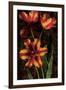 Decorative Tulips I-John Seba-Framed Art Print