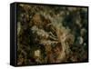 Decorator Crab, Lembeh Strait, Indonesia-Stocktrek Images-Framed Stretched Canvas