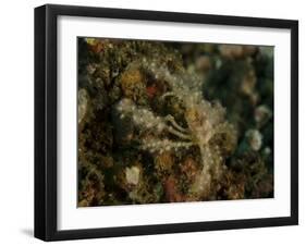 Decorator Crab, Lembeh Strait, Indonesia-Stocktrek Images-Framed Photographic Print