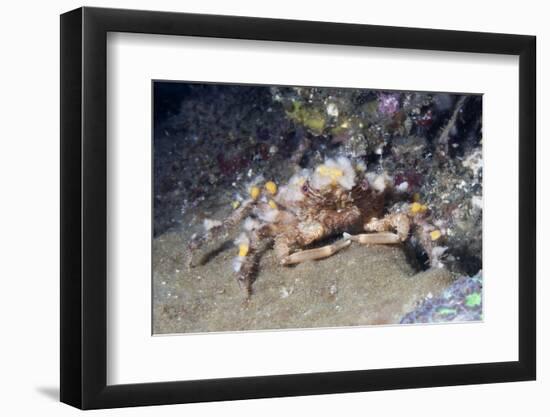 Decorator Crab-Hal Beral-Framed Photographic Print