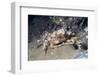 Decorator Crab-Hal Beral-Framed Photographic Print