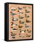 Decoy Ducks-Alex Williams-Framed Stretched Canvas