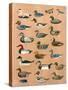 Decoy Ducks-Alex Williams-Stretched Canvas