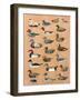 Decoy Ducks-Alex Williams-Framed Giclee Print