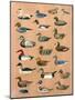 Decoy Ducks-Alex Williams-Mounted Giclee Print