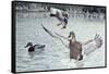 Decoyed Ducks-Rusty Frentner-Framed Stretched Canvas