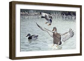 Decoyed Ducks-Rusty Frentner-Framed Giclee Print