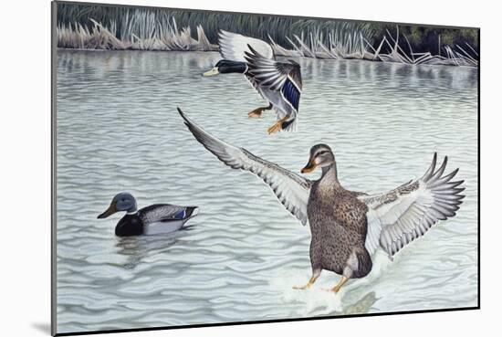 Decoyed Ducks-Rusty Frentner-Mounted Giclee Print