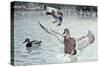 Decoyed Ducks-Rusty Frentner-Stretched Canvas