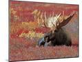 Wood Mount