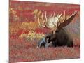 Wood Mount