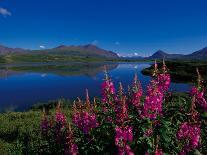 Alaska Range with Alpen Glow, Denali National Park, Alaska, USA-Dee Ann Pederson-Photographic Print