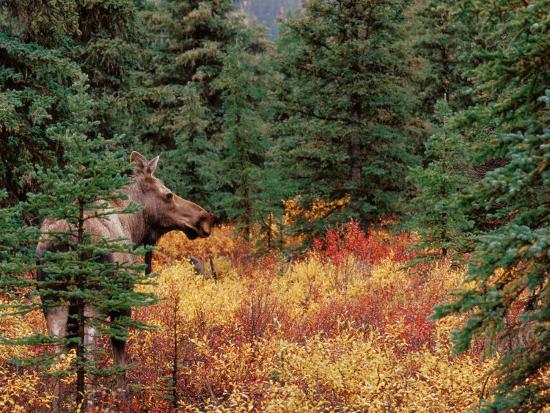 Premium Photographic Print, , large
