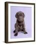 Deejay-Rachael Hale-Framed Photographic Print