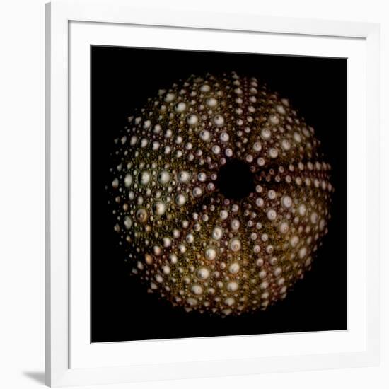 Deep 1: Brown Sea Urchin-Doris Mitsch-Framed Photographic Print