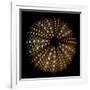 Deep 1: Brown Sea Urchin-Doris Mitsch-Framed Photographic Print