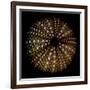 Deep 1: Brown Sea Urchin-Doris Mitsch-Framed Photographic Print