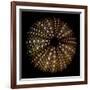 Deep 1: Brown Sea Urchin-Doris Mitsch-Framed Photographic Print