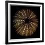 Deep 1: Brown Sea Urchin-Doris Mitsch-Framed Photographic Print