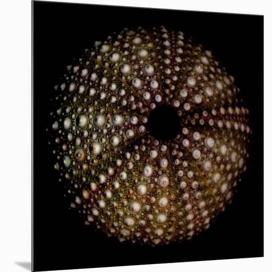 Deep 1: Brown Sea Urchin-Doris Mitsch-Mounted Photographic Print