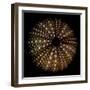 Deep 1: Brown Sea Urchin-Doris Mitsch-Framed Premium Photographic Print