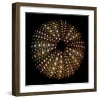 Deep 1: Brown Sea Urchin-Doris Mitsch-Framed Photographic Print