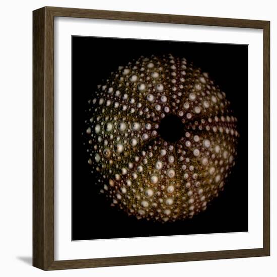 Deep 1: Brown Sea Urchin-Doris Mitsch-Framed Photographic Print