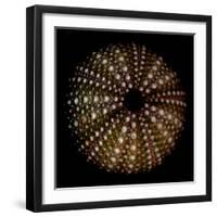 Deep 1: Brown Sea Urchin-Doris Mitsch-Framed Photographic Print