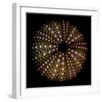 Deep 1: Brown Sea Urchin-Doris Mitsch-Framed Photographic Print