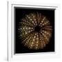 Deep 1: Brown Sea Urchin-Doris Mitsch-Framed Photographic Print