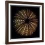 Deep 1: Brown Sea Urchin-Doris Mitsch-Framed Photographic Print