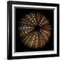 Deep 1: Brown Sea Urchin-Doris Mitsch-Framed Photographic Print