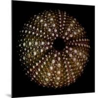 Deep 1: Brown Sea Urchin-Doris Mitsch-Mounted Photographic Print