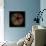 Deep 1: Brown Sea Urchin-Doris Mitsch-Mounted Photographic Print displayed on a wall