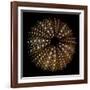 Deep 1: Brown Sea Urchin-Doris Mitsch-Framed Photographic Print