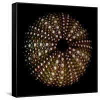 Deep 1: Brown Sea Urchin-Doris Mitsch-Framed Stretched Canvas