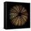 Deep 1: Brown Sea Urchin-Doris Mitsch-Framed Stretched Canvas