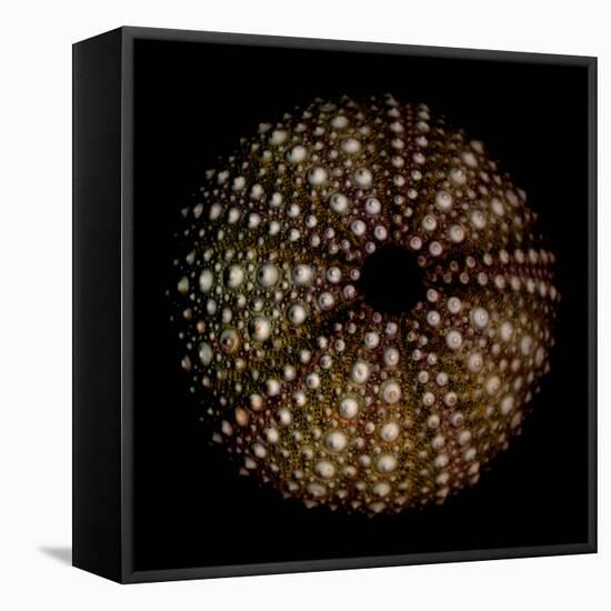 Deep 1: Brown Sea Urchin-Doris Mitsch-Framed Stretched Canvas