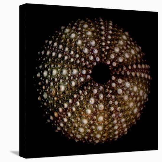 Deep 1: Brown Sea Urchin-Doris Mitsch-Stretched Canvas