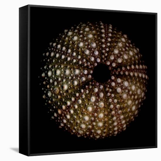 Deep 1: Brown Sea Urchin-Doris Mitsch-Framed Stretched Canvas