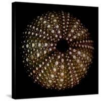 Deep 1: Brown Sea Urchin-Doris Mitsch-Stretched Canvas