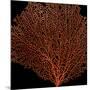 Deep 4: Red Fan Coral-Doris Mitsch-Mounted Photographic Print