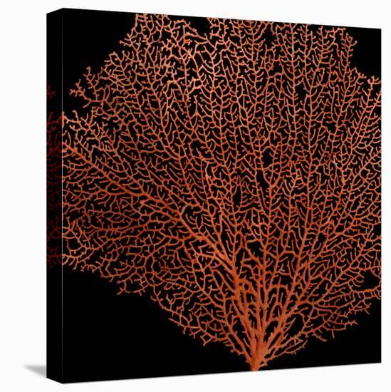 Deep 4: Red Fan Coral-Doris Mitsch-Stretched Canvas