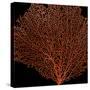 Deep 4: Red Fan Coral-Doris Mitsch-Stretched Canvas