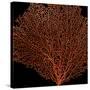 Deep 4: Red Fan Coral-Doris Mitsch-Stretched Canvas